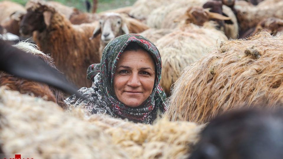 دامداری در کلات
