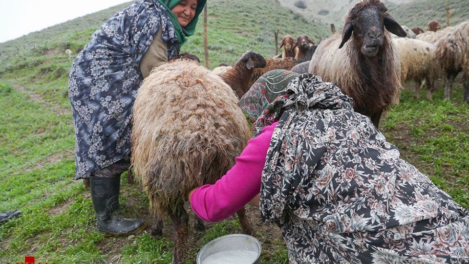 دامداری در کلات