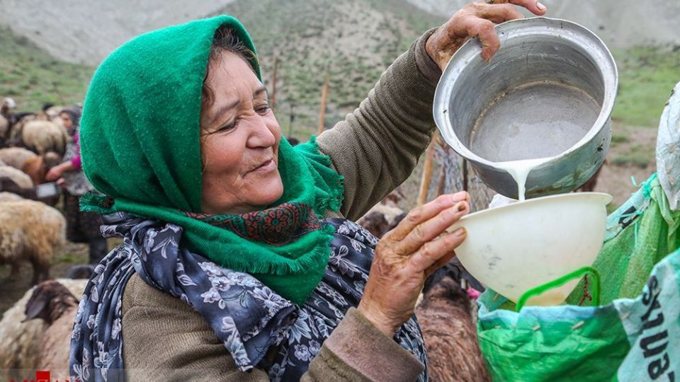 دامداری در کلات