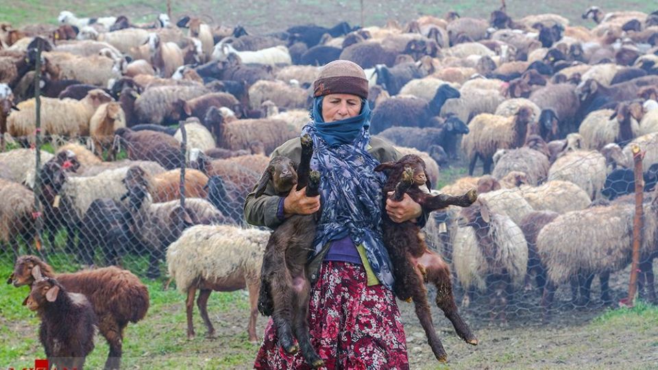 دامداری در کلات