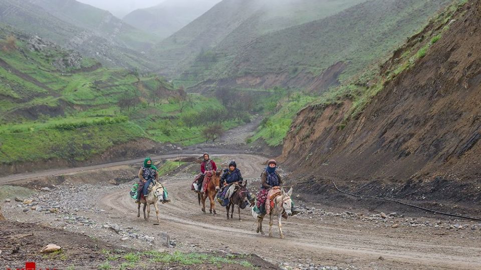 دامداری در کلات