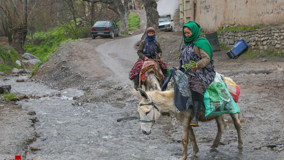 دامداری در کلات