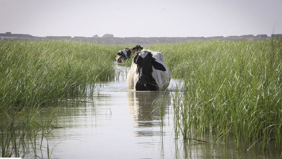 حالِ خوبِ «هامون»