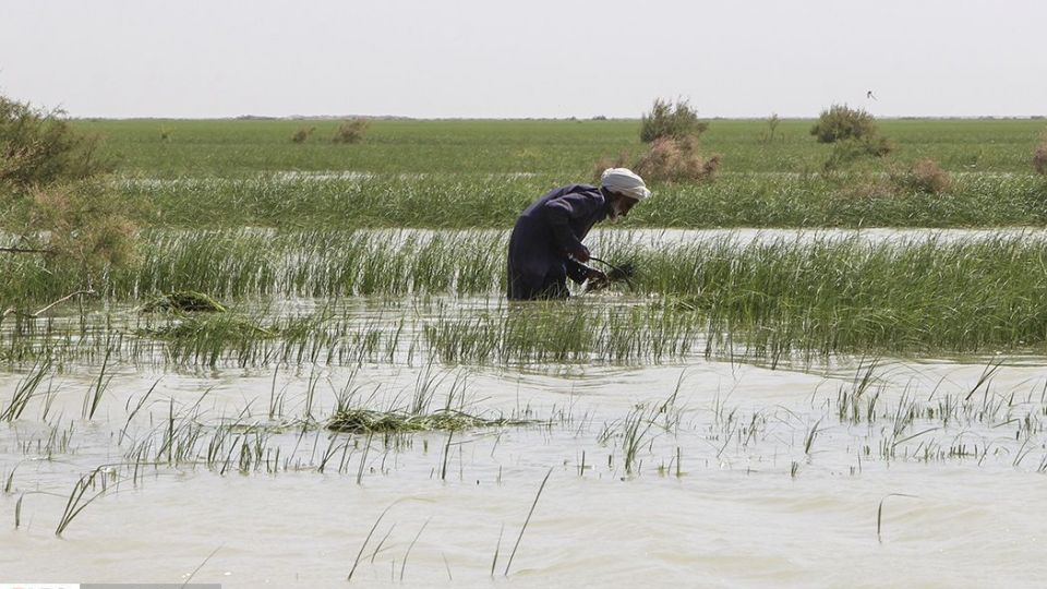 حالِ خوبِ «هامون»