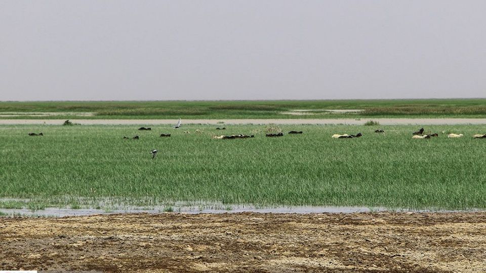 حالِ خوبِ «هامون»