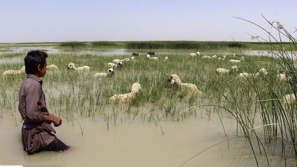 حالِ خوبِ «هامون»