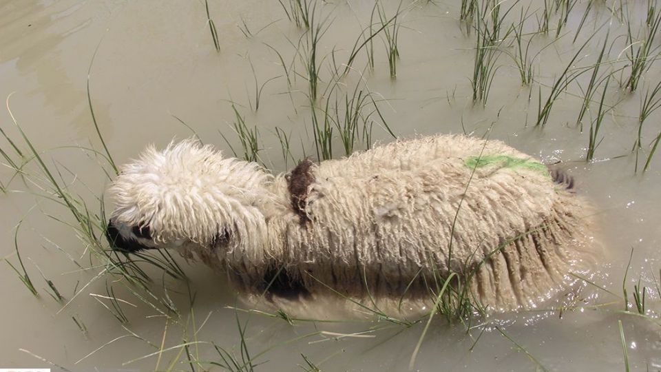 حالِ خوبِ «هامون»