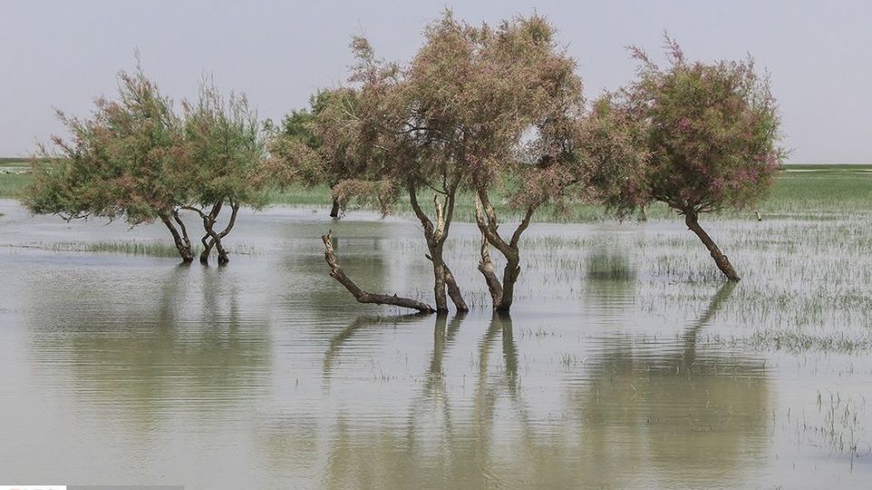 حالِ خوبِ «هامون»