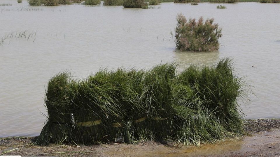 حالِ خوبِ «هامون»