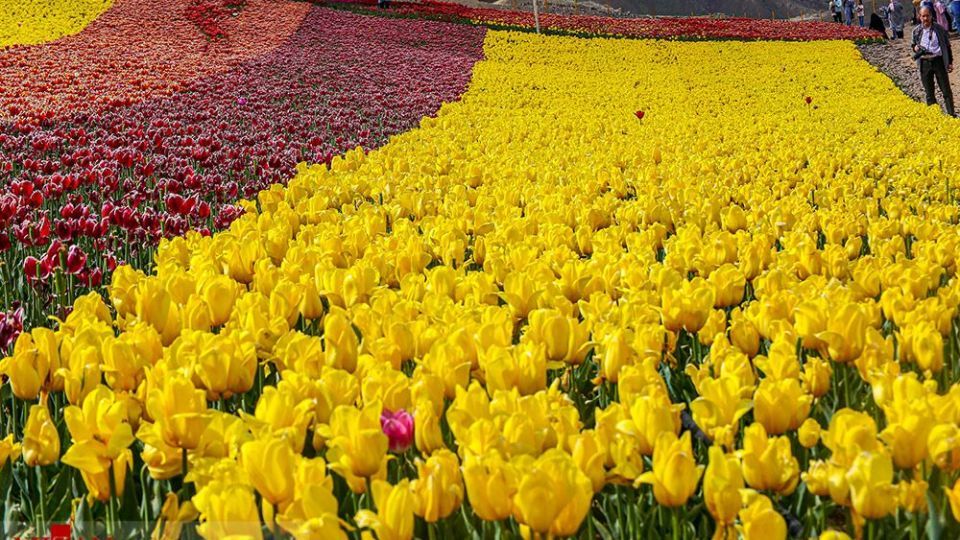 دشت لالههای روستای کندر دشت لالههای روستای کندر