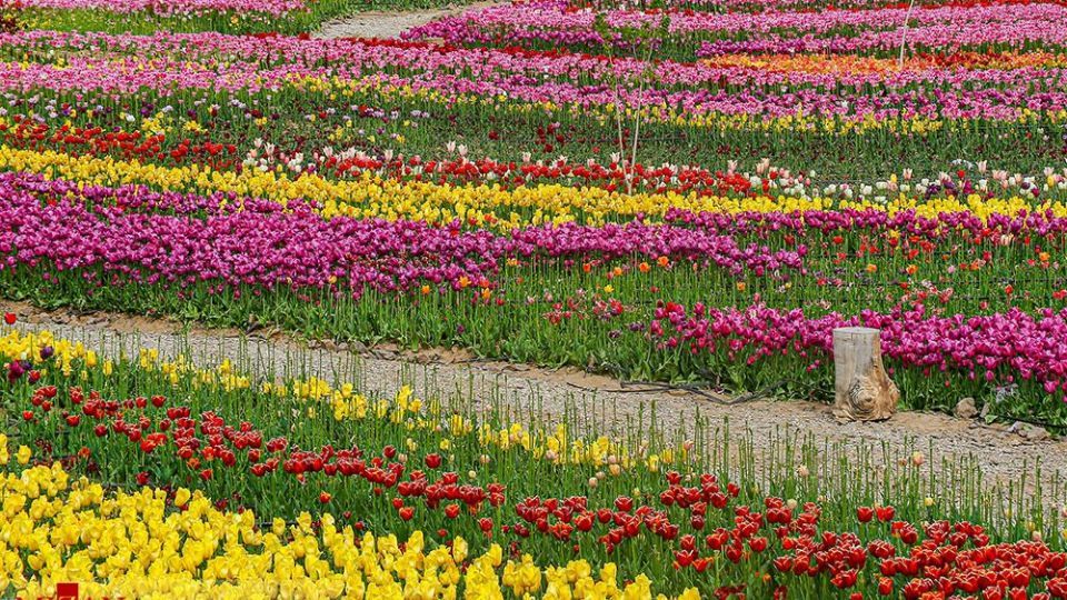 دشت لالههای روستای کندر دشت لالههای روستای کندر