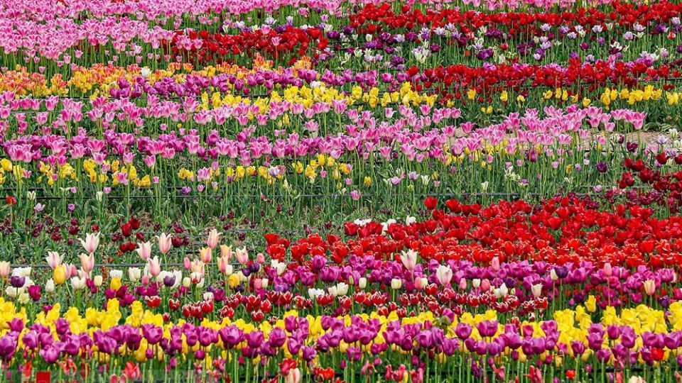 دشت لالههای روستای کندر دشت لالههای روستای کندر