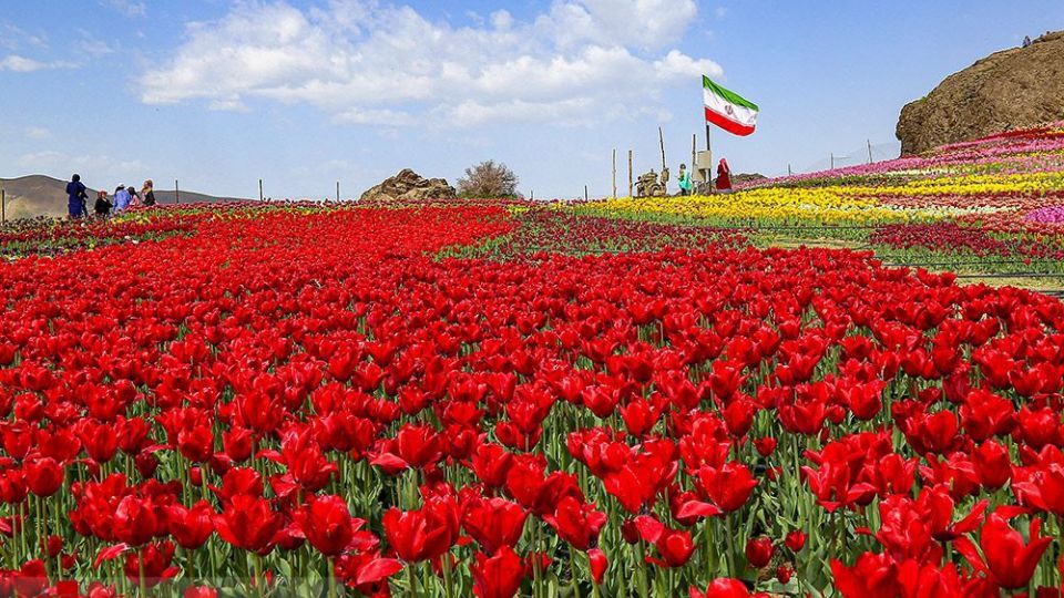 دشت لالههای روستای کندر دشت لالههای روستای کندر
