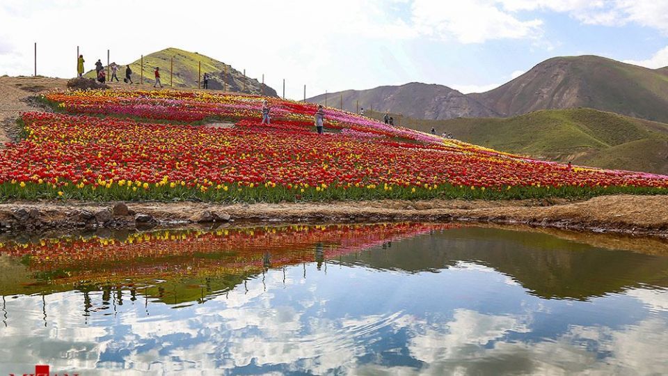 دشت لالههای روستای کندر دشت لالههای روستای کندر