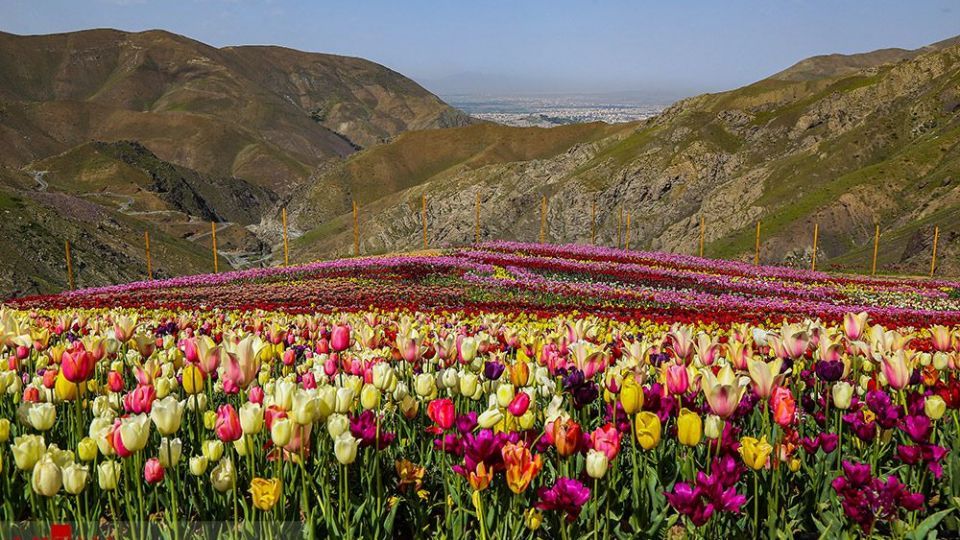 دشت لالههای روستای کندر دشت لالههای روستای کندر
