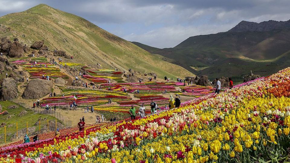 دشت لالههای روستای کندر دشت لالههای روستای کندر