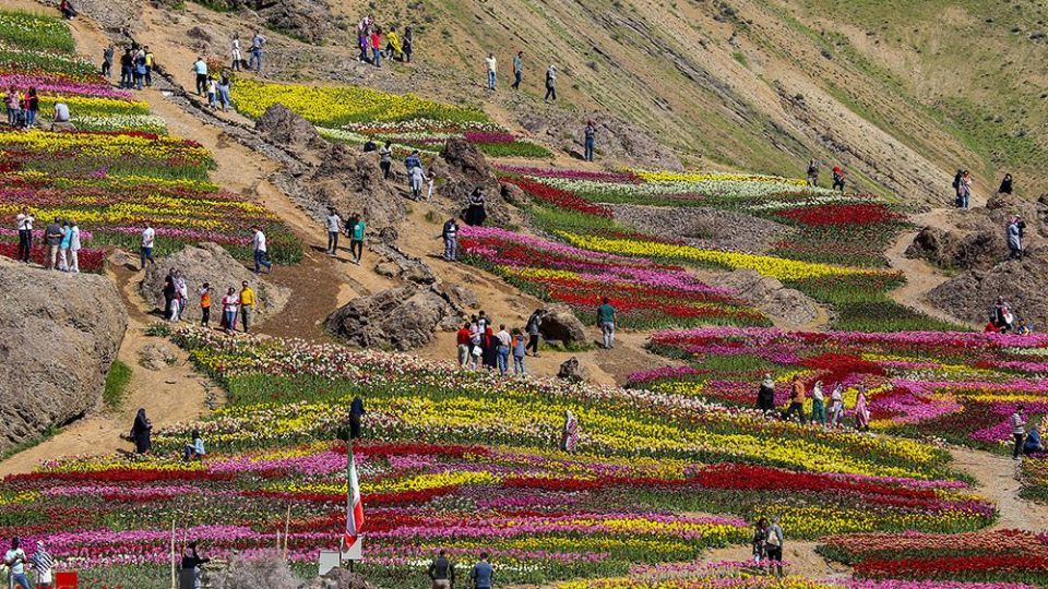 دشت لالههای روستای کندر دشت لالههای روستای کندر