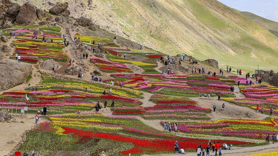 دشت لالههای روستای کندر دشت لالههای روستای کندر