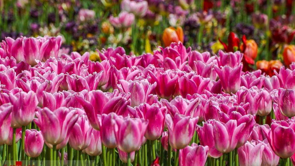 دشت لالههای روستای کندر دشت لالههای روستای کندر