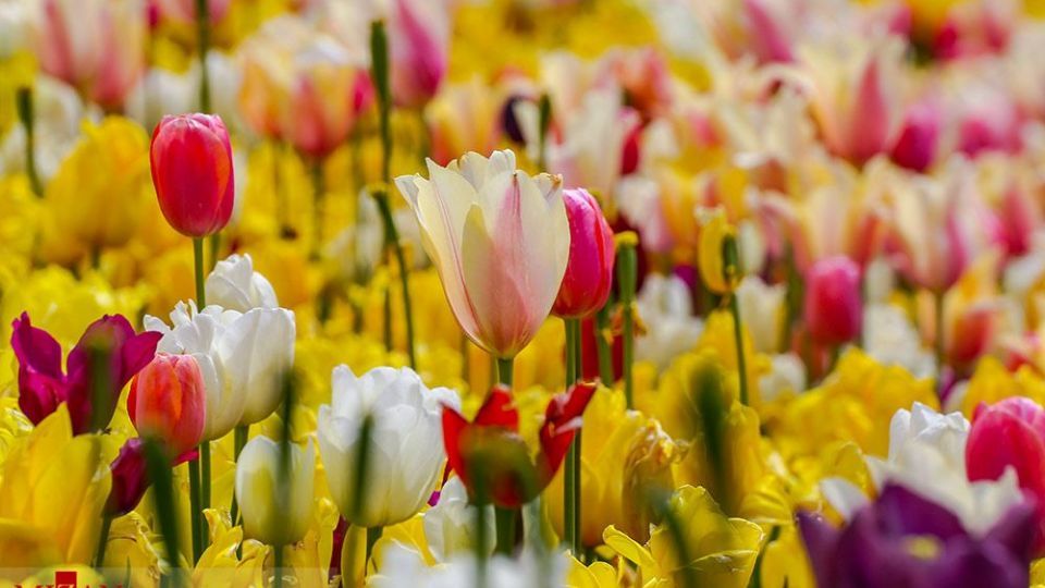 دشت لالههای روستای کندر دشت لالههای روستای کندر