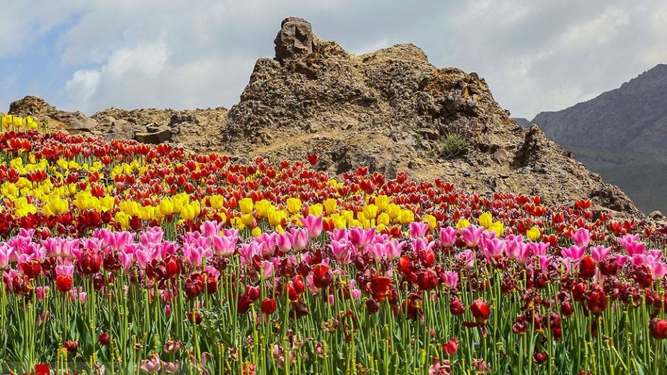 دشت لالههای روستای کندر دشت لالههای روستای کندر