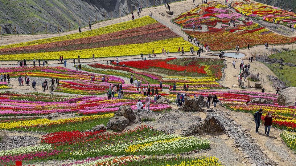 دشت لالههای روستای کندر دشت لالههای روستای کندر