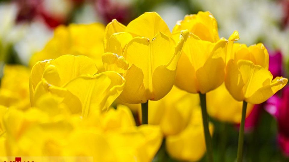 دشت لالههای روستای کندر دشت لالههای روستای کندر
