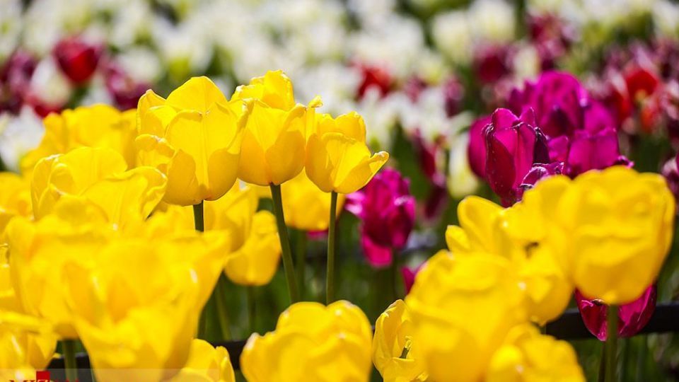 دشت لالههای روستای کندر دشت لالههای روستای کندر