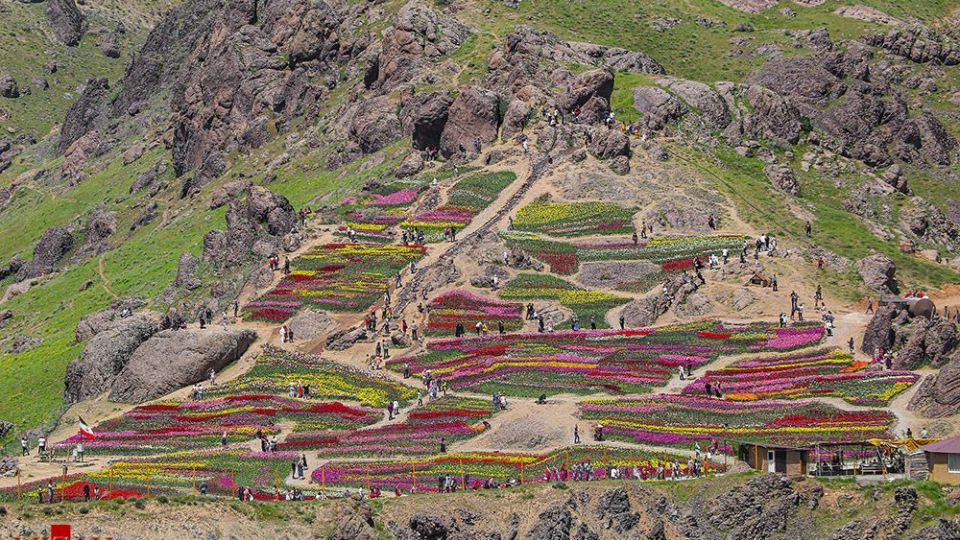 دشت لاله‌های روستای کندر