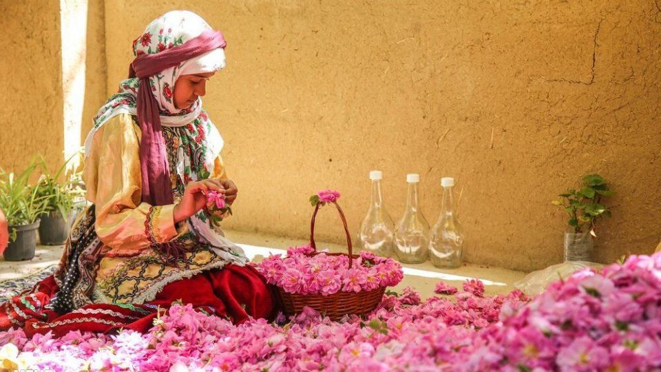 برداشت گل محمدی 