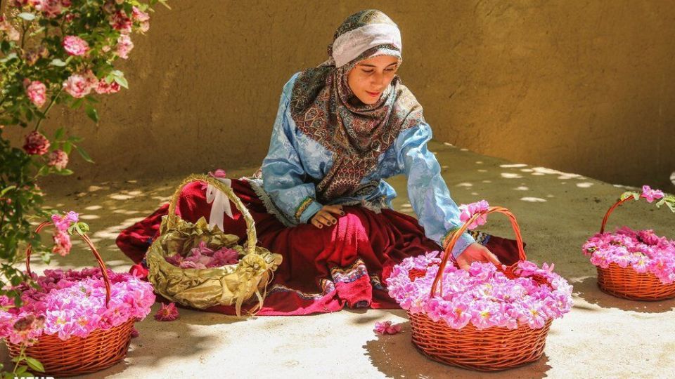 برداشت گل محمدی 