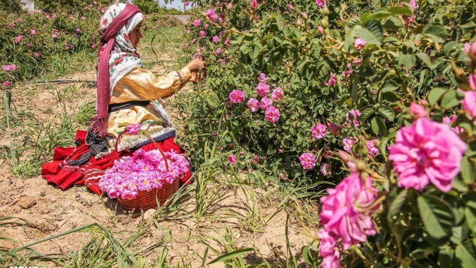 برداشت گل محمدی 