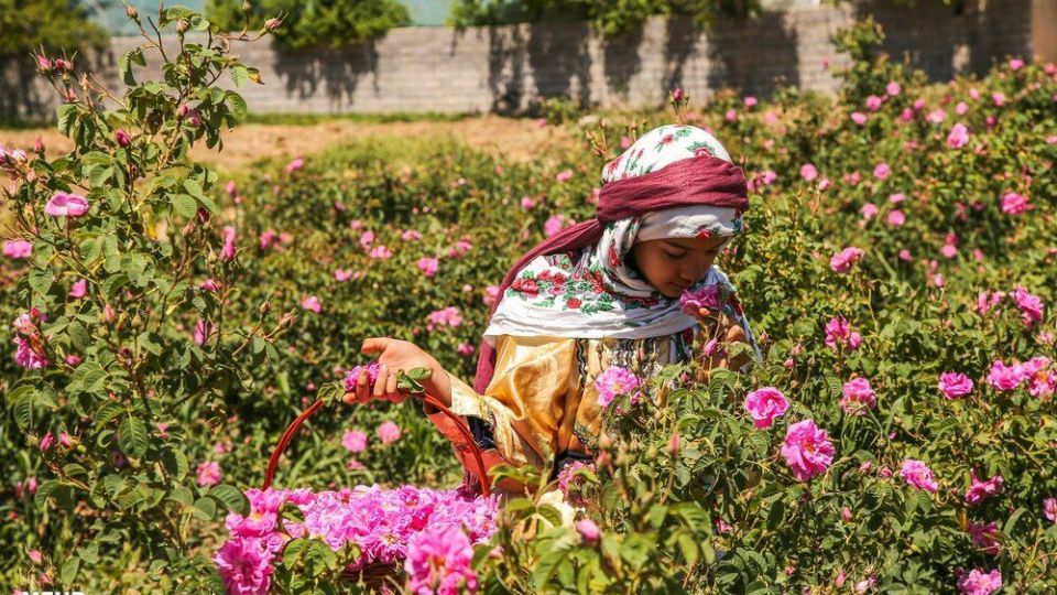 برداشت گل محمدی 