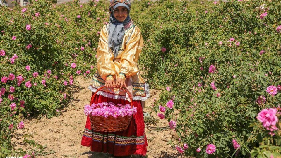 برداشت گل محمدی 