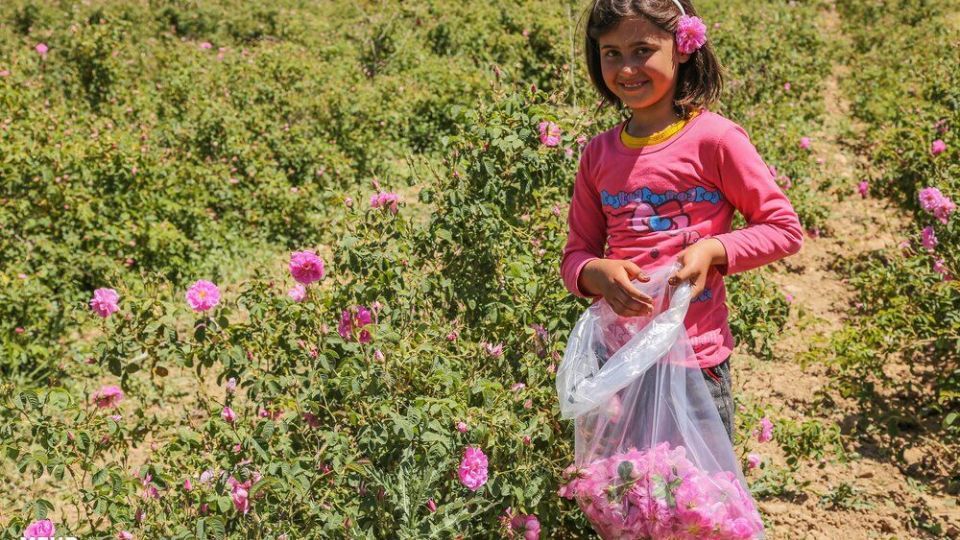 برداشت گل محمدی 