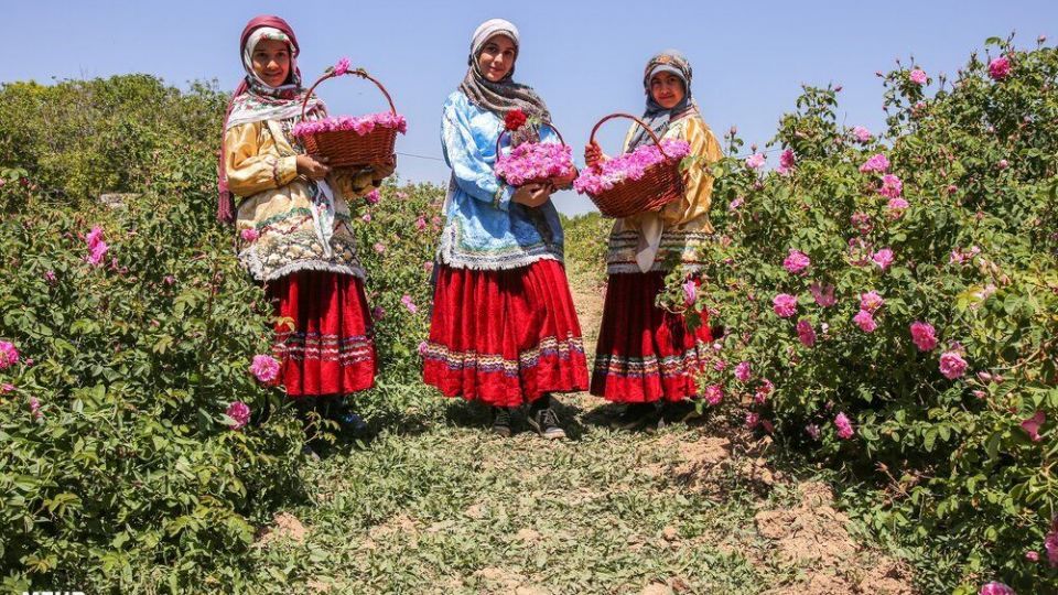 برداشت گل محمدی 