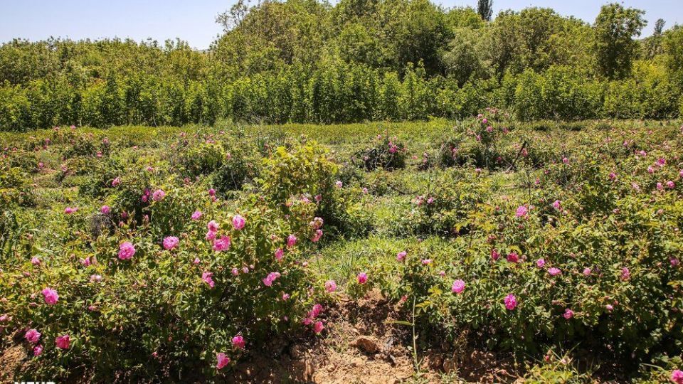 برداشت گل محمدی 