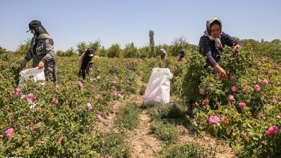 برداشت گل محمدی 