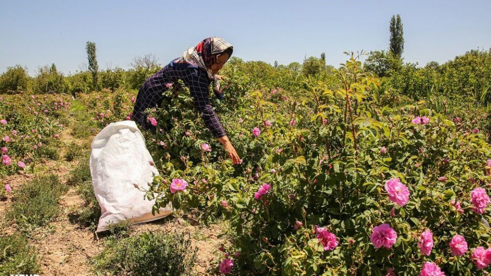 برداشت گل محمدی 