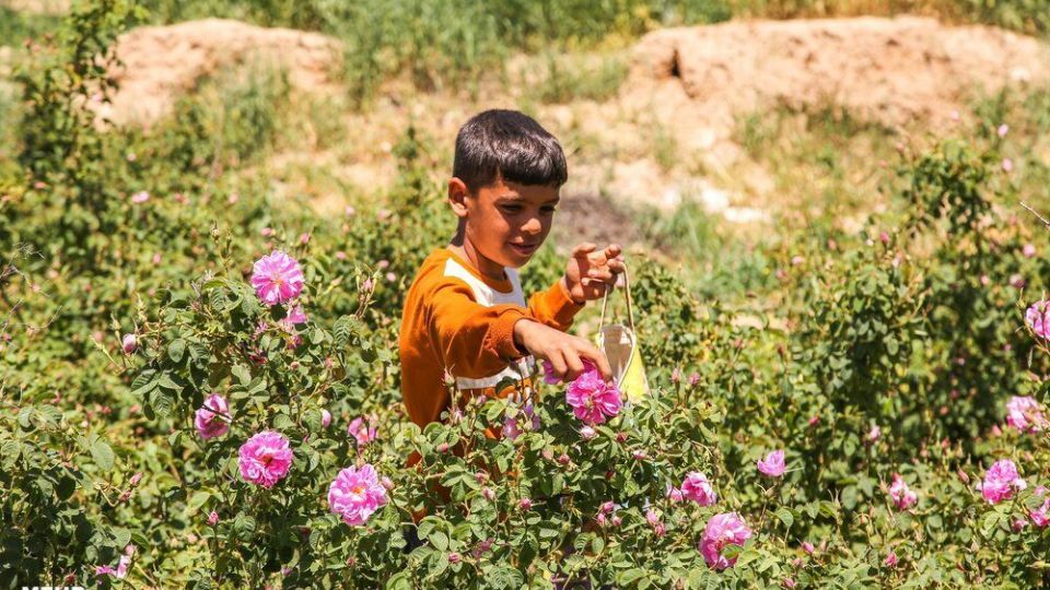 برداشت گل محمدی 