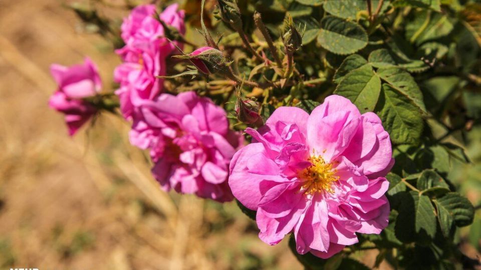 برداشت گل محمدی 