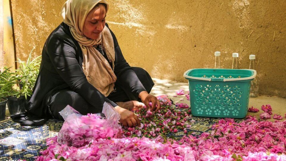 برداشت گل محمدی 