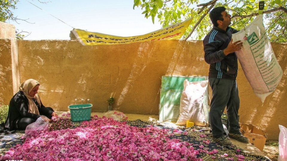 برداشت گل محمدی 