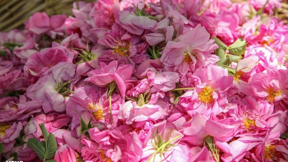 برداشت گل محمدی 