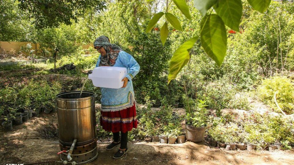 برداشت گل محمدی 