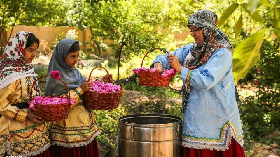 برداشت گل محمدی 