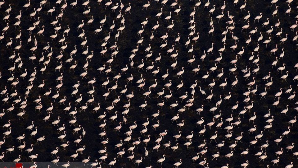 فلامینگو‌ها