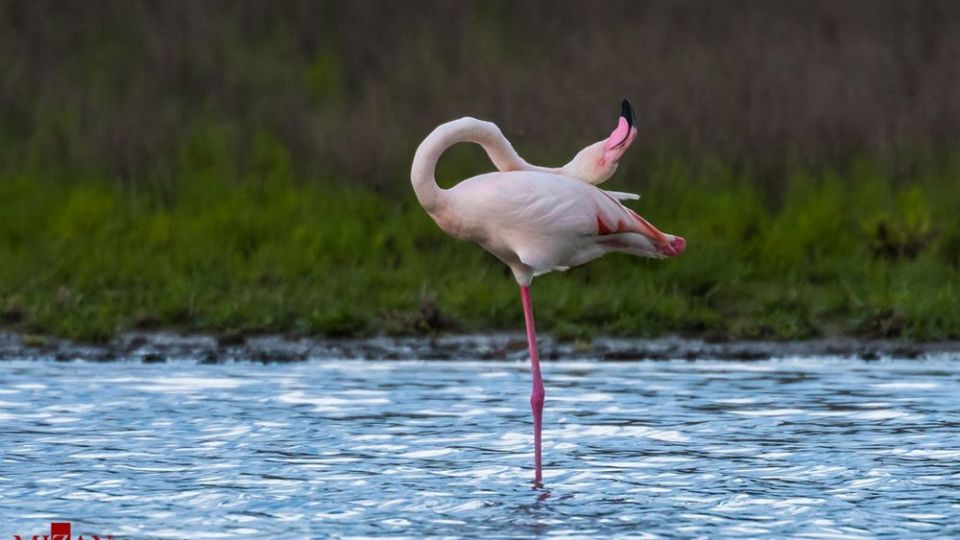 فلامینگو‌ها