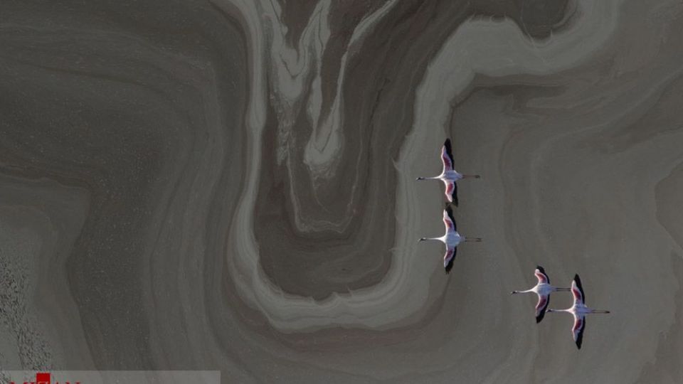 فلامینگو‌ها