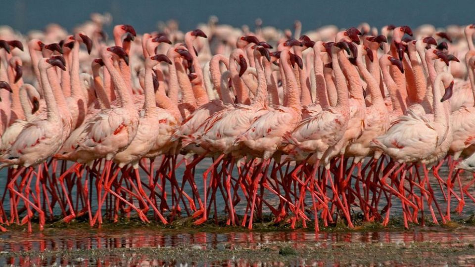 فلامینگو‌ها